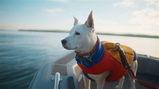 Orca SOS: Sniffing Out Clues to Save the Southern Residents | Human Footprint