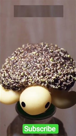 Growing a Green Shell! part 1 time-lapse 🐢🐢🐢🐢🐢