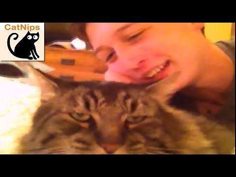 Grumpy Cat Claws And Attacks Vine Star Kid | CatNips