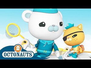 Octonauts - Helpful Pelicans | Creature Encounter | Cartoons for Kids | Underwater Sea Education
