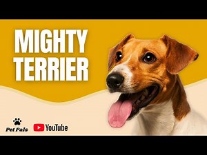 Jack Russell Terrier: Breed Guide