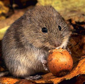 Vole Removal - Calgary Exterminator Services - Peregrine Pest Control