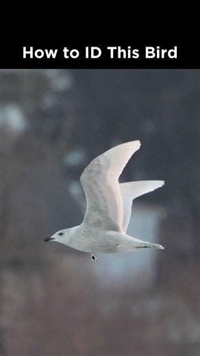 Can you identify this gull in flight?
