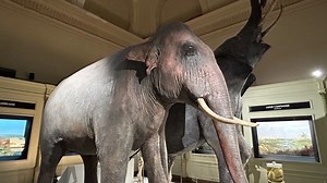 Le Musée d’Histoire naturelle et Vivarium de la Ville de Tournai rouvre ses portes ce samedi - RTBF Actus