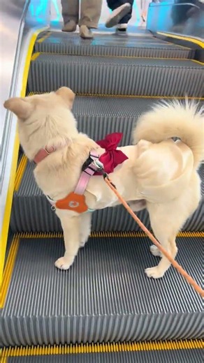 The Kindness of a Country Dog: Never Rushing Alone on the Escalator