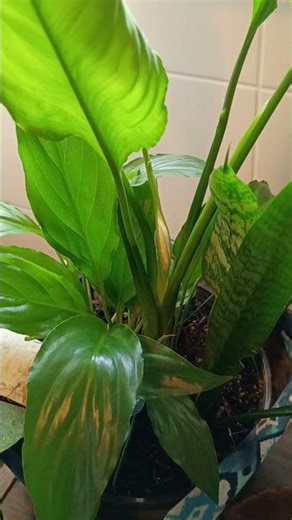 peace lilly bloom #peacelilly #bloom #hotmom #momlife #diymom