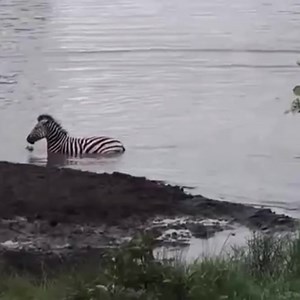371K views · 2.2K reactions | Amazing! Hippo rescue Zebra from the Crocodile, Crocodile vs 6 Hippo, Let's see what results | Love Animals | Facebook