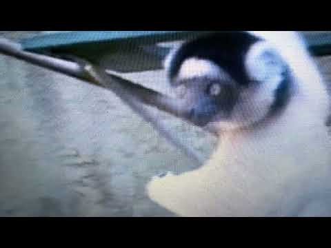 Lemur live action dinosaur 2000.