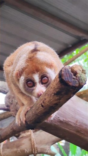 Slow Loris: The Only Venomous Primate
