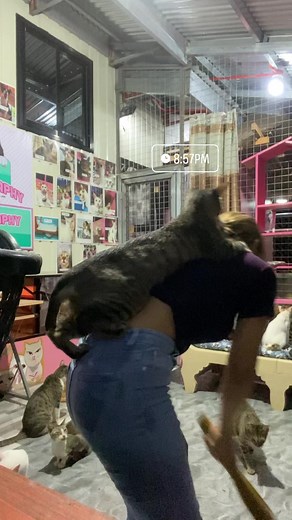 5.6K views · 413 reactions | Daily Piggy Back ride Blog 浪浪浪 | CAThography | Facebook