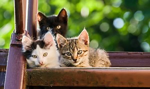 Thinking of Getting a Third Cat? Here's What You Need to Know First!