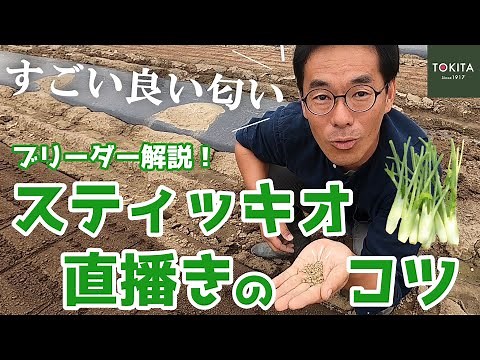 【イタリア野菜】乾燥厳禁！「スティッキオ」直播きのコツ【フィノッキオ・フェンネル】