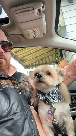 Adorable Morkie with a Stylish Mullet