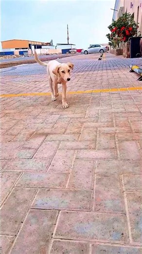 #love #pets KhudSe Pyaar Karo Mohabbat Karo Lyrics Status #shorts #lyrics #foryou #fyp #trending