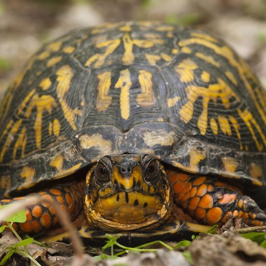 34 Types of Turtles Found in The USA! (ID Guide)