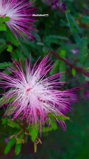 Powder puff tree in full bloom #powderpuff #flowermagic #flowerlovers #naturelovers