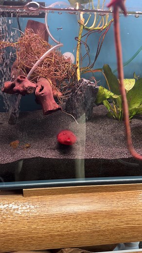 Hungry Pufferfish in Aquarium: Pet Care Tips