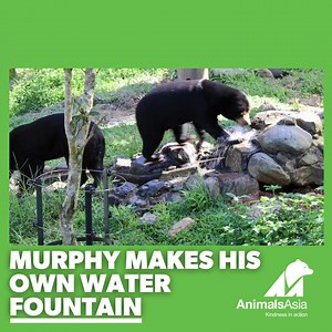 Sun bears are super curious and clever, and this lovely clip of Murphy demonstrates this perfectly! On #SunBearSunday help care for the rescued sun bears at our sanctuary and make sure we're always ready to rescue those that need us at a moment's notice: https://fal.cn/3p02u. #SunBears #RescuedAnimals #CuteAnimals #Clever #Smart #TheOnlyCureIsKindness #RescueAnimals #SaveAnimals #AnimalSanctuary #Sentient #Wildlife | Animals Asia