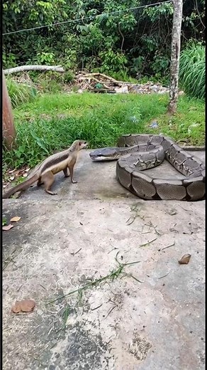 a large python and a ferret