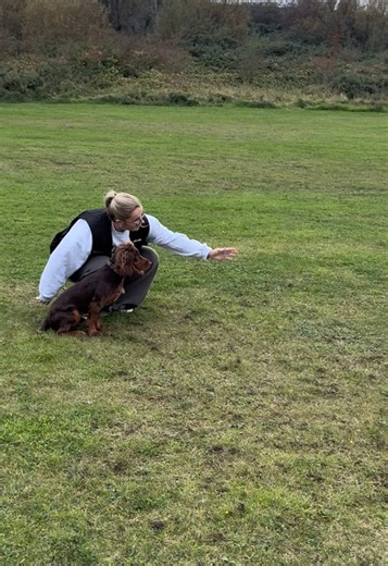 Why You Should Get a Working Cocker Spaniel