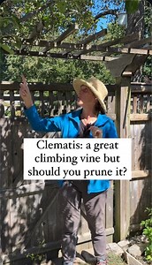 92K views · 378 reactions | There are 3 groups of clematis and if...