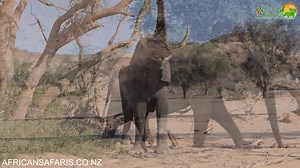 The Northern #Namib Desert in Namibia's Kunene Region is very dry, with less than 150mm of rain a year and periods of drought. This is where desert #elephants live. Desert elephants are one of only two groups of "desert" elephants in the world (the other is in Mali, in North #Africa). They are not a unique species or subspecies of elephant. Instead, they are a "ecotype," which is a population that is different because it has adapted to this harsh climate through learned behaviours instead of gen