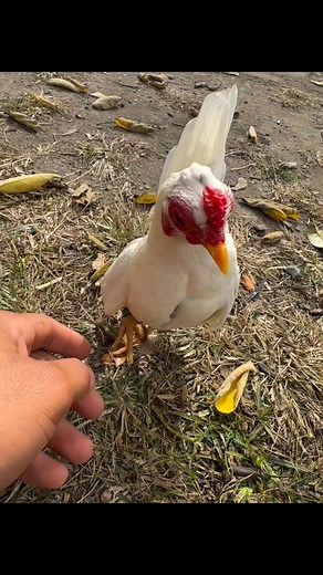 #kiris | Pichin Kiris