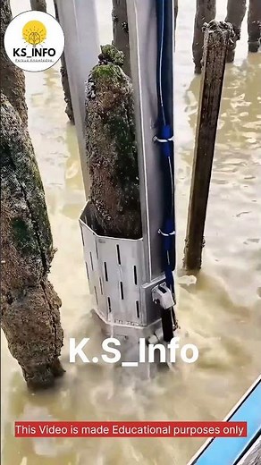 This Is How Mussels Are Collected From the Sea!