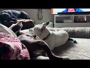 Meet Kali a American Blue Heeler currently available for adoption! 10/27/2025 9:42:05 PM