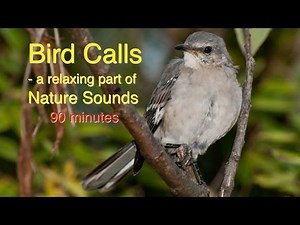 Bird Calls of Nature Sounds