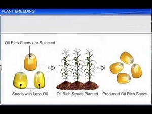 CBSE Class 12 Biology || Plant Breeding