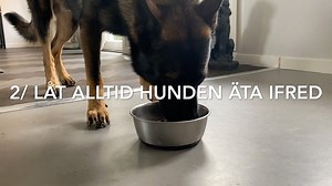 3 snabba om hund och hundens mat. ❤️ 1/ Ge hunden bra mat. ”Du är vad du äter” gäller även hunden. Bra mat till hunden är en bra investering för framtiden. 2/ Låt alltid hunden äta ifred. Träna gärna i samband med mat, men när maten lämnats till hunden - Då tränar jag ALDRIG. I bästa fall ger det inget, i många fall skapar det bara konflikter. 3/ Rätt mängd mat. Det är ditt ansvar att hunden inte är överviktig. En övervikt hos ex vis valpar är en bevisad stor risk för ledproblem. Övervikt hos hu