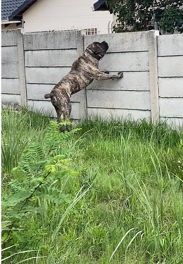 Boerboels: Understanding the Brindle Breed