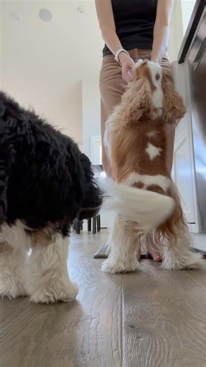 My Cavalier Doles Out Hugs for Every Occasion