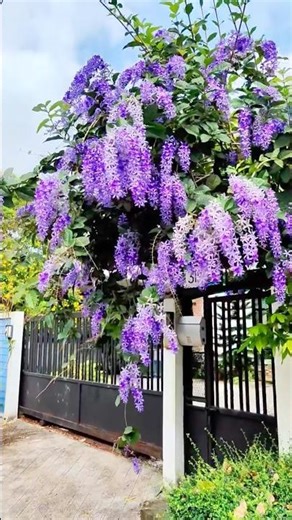 The most beautiful flowering vine sand Paper Vine #gardening #flowers #shopping