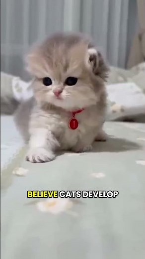 Your Cat’s Meow Means More Than You Think 🐱