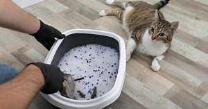 Que faire de la litière usagée de mon chat ?