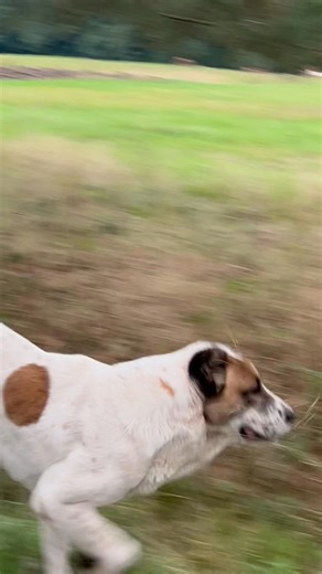 Speed | Turkmen Alabai EU