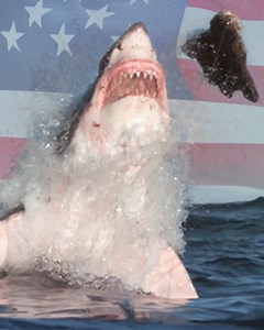 763K views · 3.2K reactions | In sharks we trust. 麗 Happy #FourthofJuly! #SharkWeek starts Sunday, July 24 on Discovery and streaming on discovery+. | Shark Week | Facebook