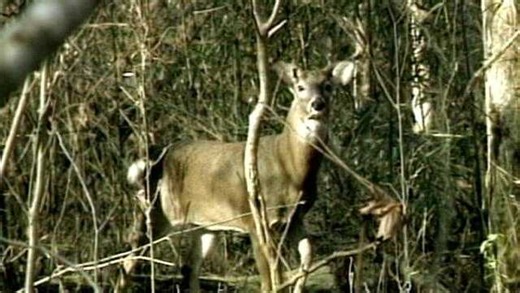 Mississippi deer population at record high