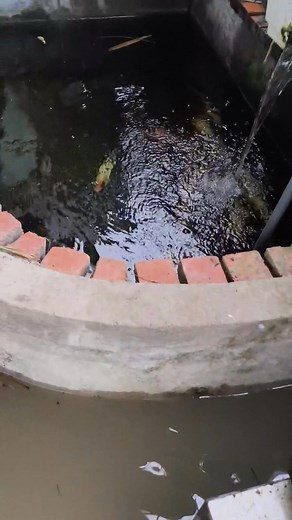 Thất thủ rồi..... | Cường Gà