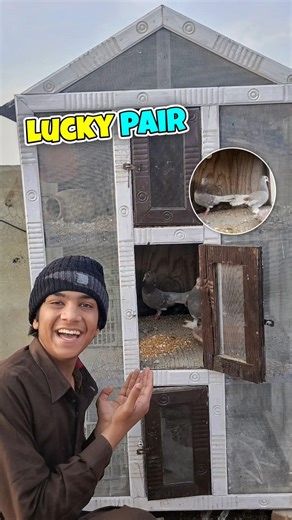 Bird Shop Se New Fancy Pair Le Aaye 😍 #shorts