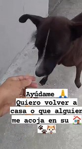 30K views · 876 reactions | Caso externo Nos piden publicar Esta perrita se encuentra posiblemente perdida en muchos lote uno etapa 7 Por favor ayuden compartiendo para encontrar a sus dueños o un hogar responsable Es amorosa ,de tamaño pequeño | Adopción Animal Guayaquil - AG | Facebook