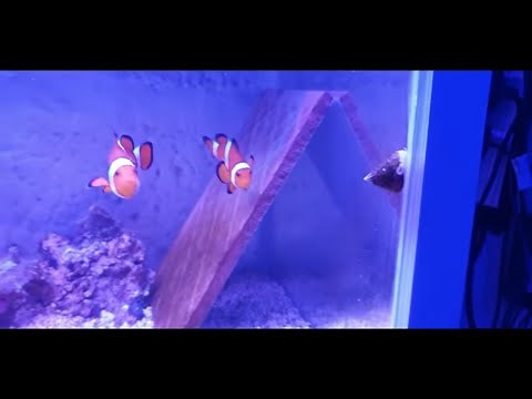 How To Breed Clownfish Part 1