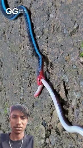 #facts #cobra #snake #animals #wildlife #nature #ihavethisthingwithplants #animalfacts #amazingfacts