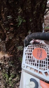 3.9K views · 62 reactions | Got one hung up perfectly over the top of a busted out topped tree. Find a bullet and hit it! #mitchzenobitrees #treework #treelife #trees #treecutting #timberfaller #logger #logging #lumberjack #arborist #stihl #chainsaw #ms500i #samsung #newpost #logger1988 #pnw #viral #reel #reels #video #shorts #educational #tutorial | Mitch Zenobi | Facebook