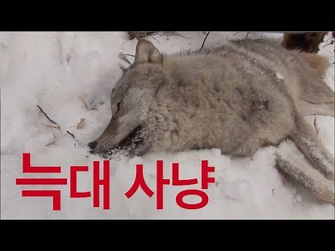 몽골의 포식자를 잡아라! 대규모 늑대 사냥