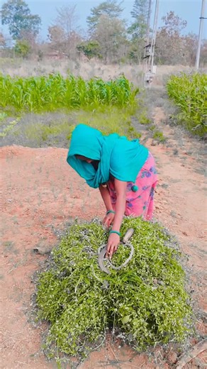 vasavaanandik224 on Instagram: "રધીહીજ ચારો ટાકીન થાકી ગયહી🥰🤣😍 #aestheticreel #cinematicreel #creativecontent #visualvibes � WsCube Tech"