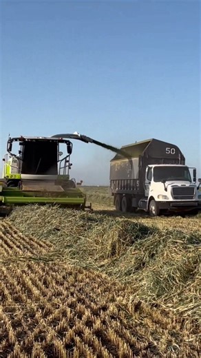 Claas 990 action #farmtech #silage #farm #farmmachinery #tractor #farming #farmpower #agriculture #agri #chopper #harvest #tractor #agro #claas #farmequipment | Nikabelly