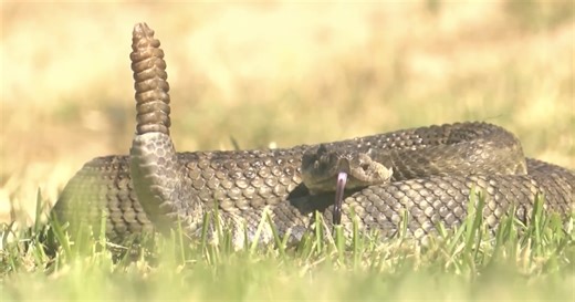 Local hospital sees spike in rattlesnake bites. Here's how to avoid getting bitten